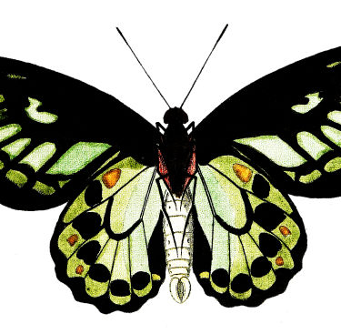 butterfly_mobile